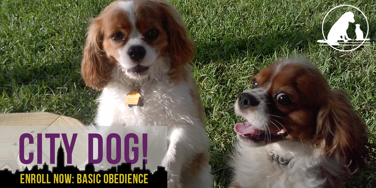 Basic Obedience Dog Training Class